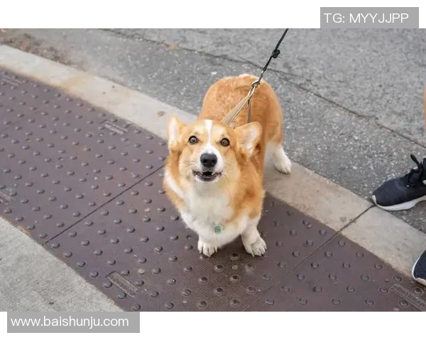 足球明星与爱犬情缘揭秘你知道哪个球星最爱狗狗吗 足球明星与爱犬情缘揭秘你知道哪个球星最爱狗狗吗